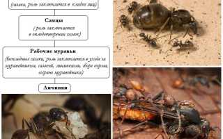 Всё про муравьев