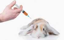 Болезни кроликов — миксоматоз, можно ли есть мясо и лечение в домашних условиях