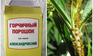 Горчица от тли