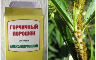 Горчица от тли