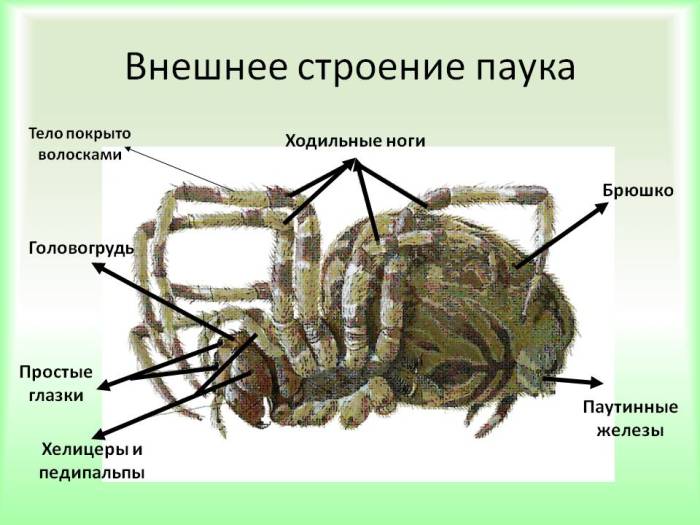 Сколько ног у паука