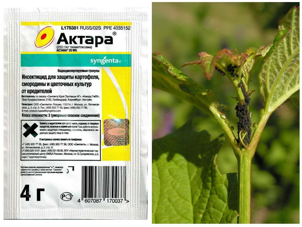 Актара против тли