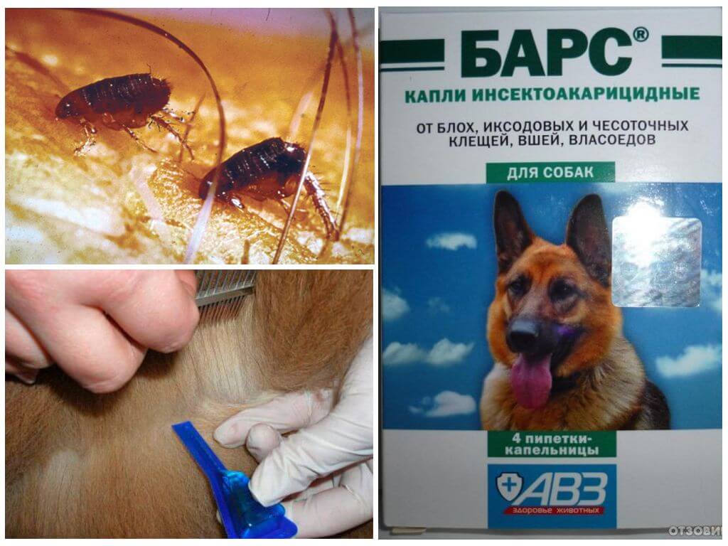 Капли Барс от блох для собак