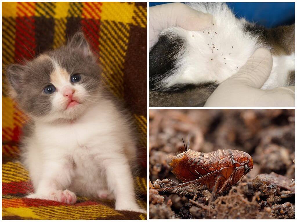 Блохи у котенка