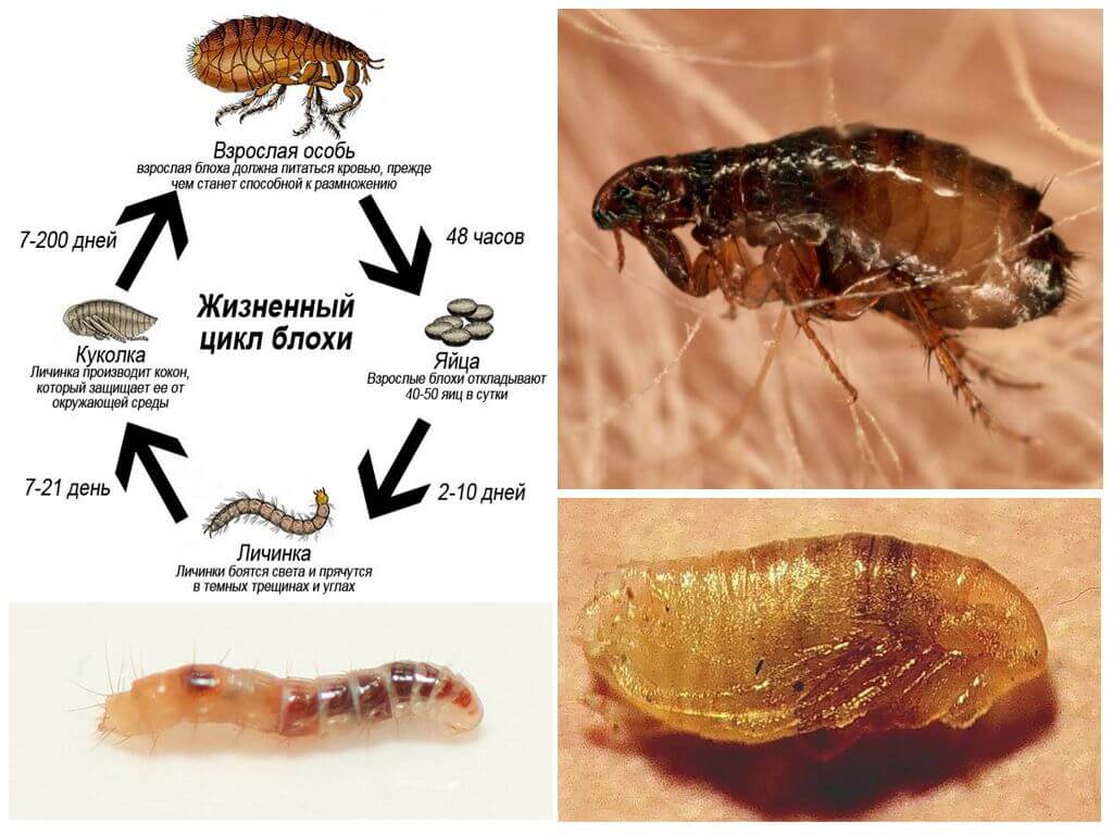 Жизненный цикл развития блохи