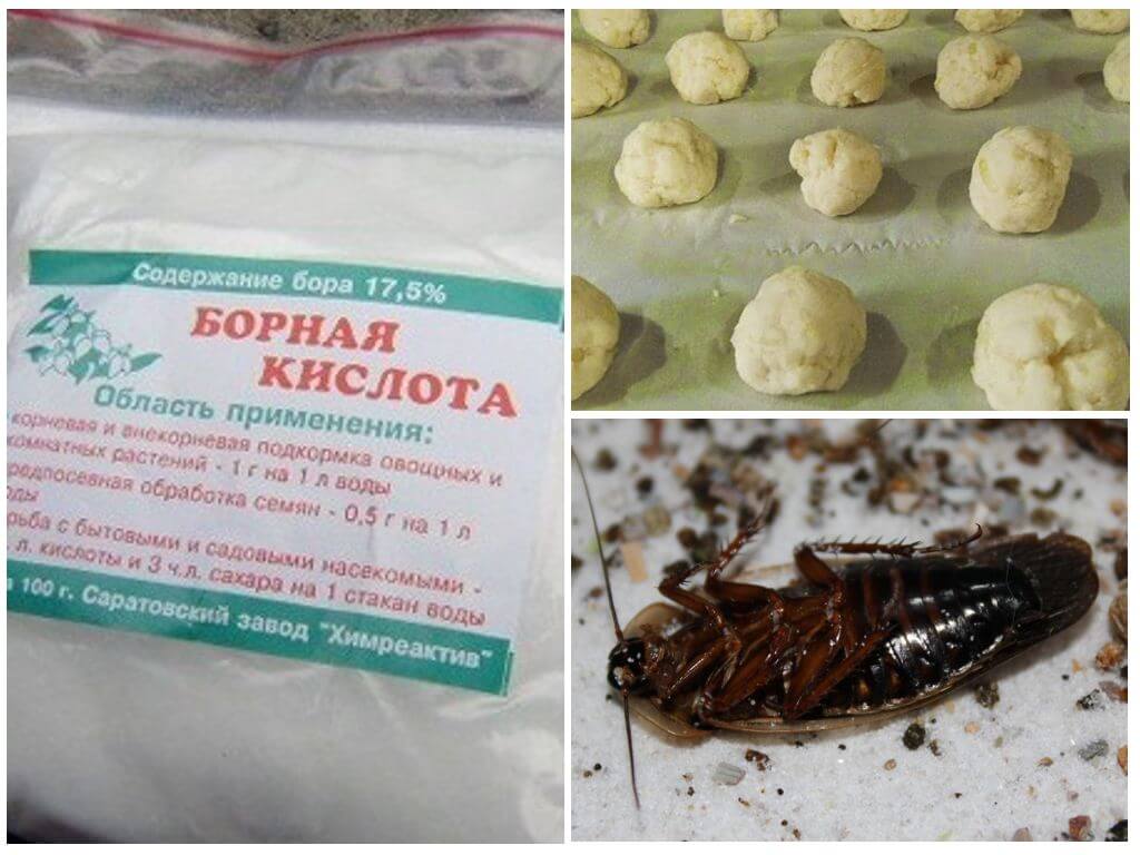 Борная кислота от тараканов