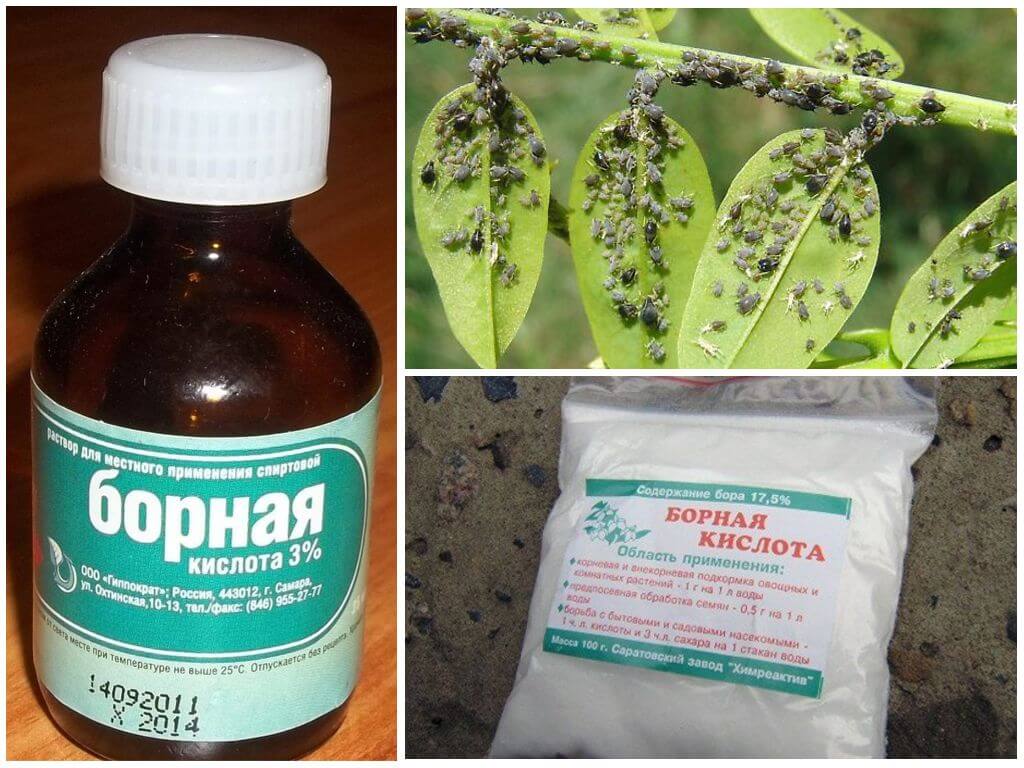 Борная кислота против тли