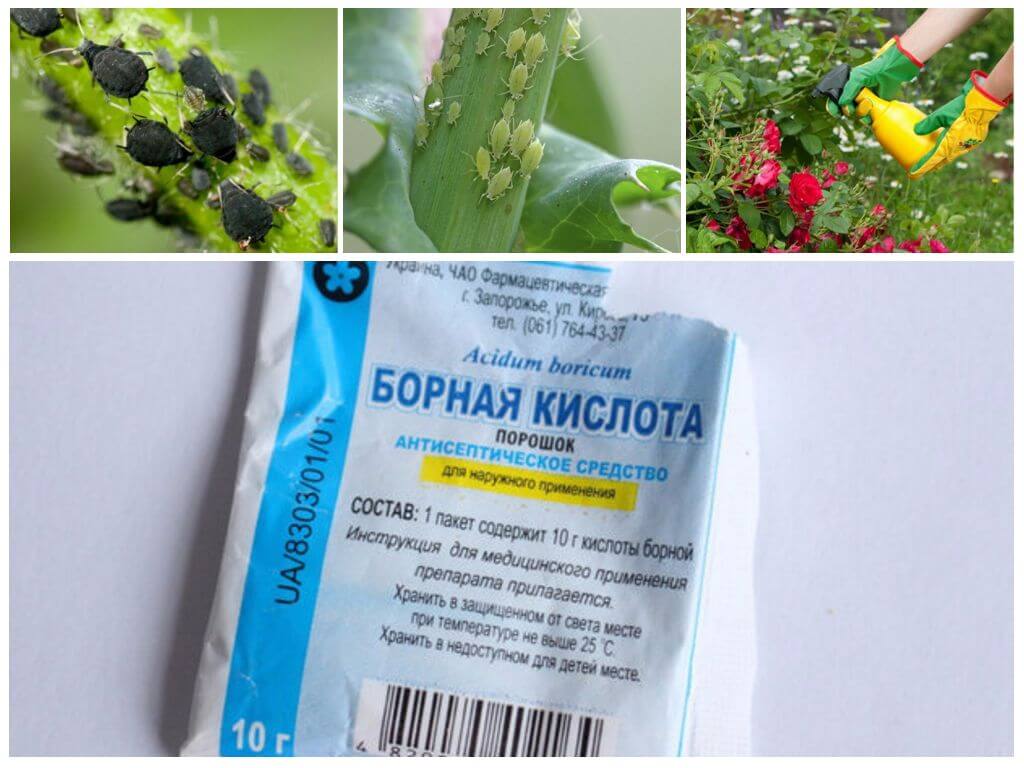 Использование борной кислоты против тли