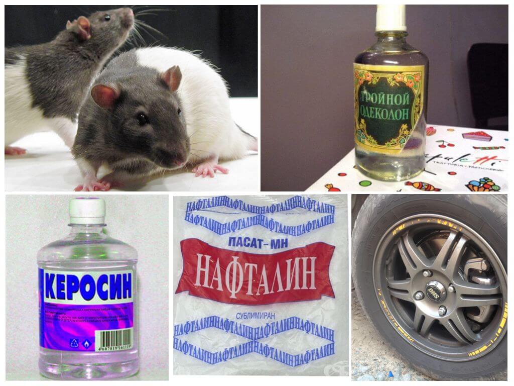 Средства борьбы с крысами