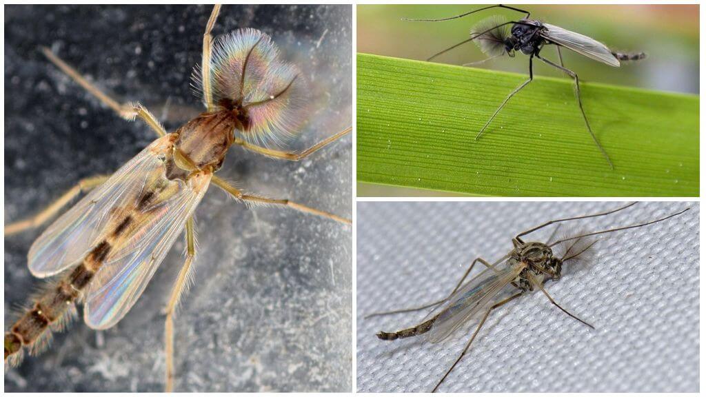 Комар-звонец из семейства Chironomidae