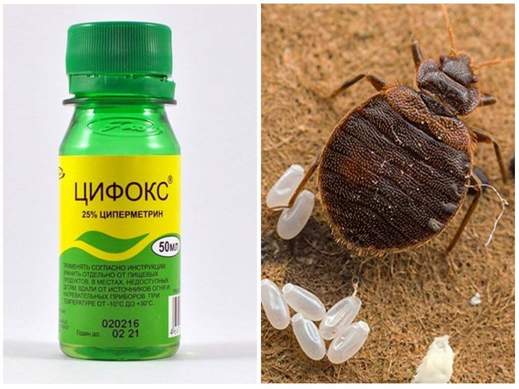 Цифокс для борьбы с насекомыми