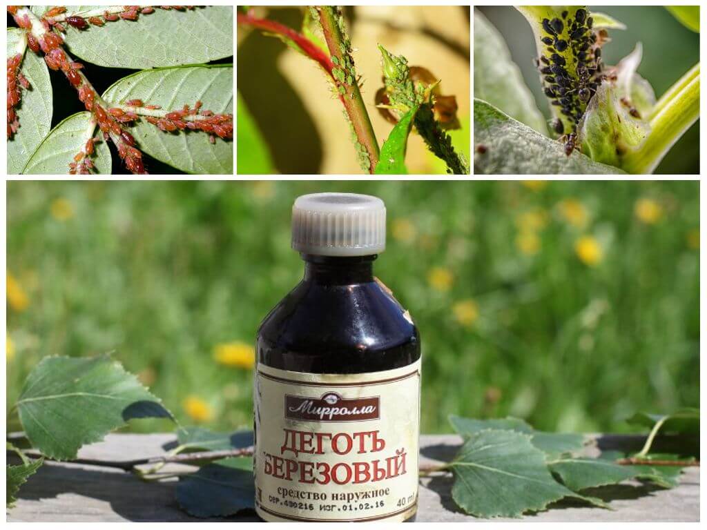 Березовый деготь для борьбы с вредителями