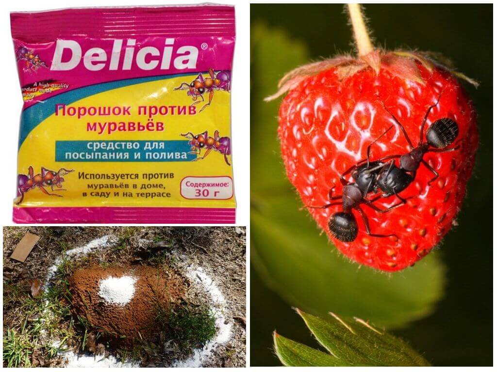 Делиция от муравьев
