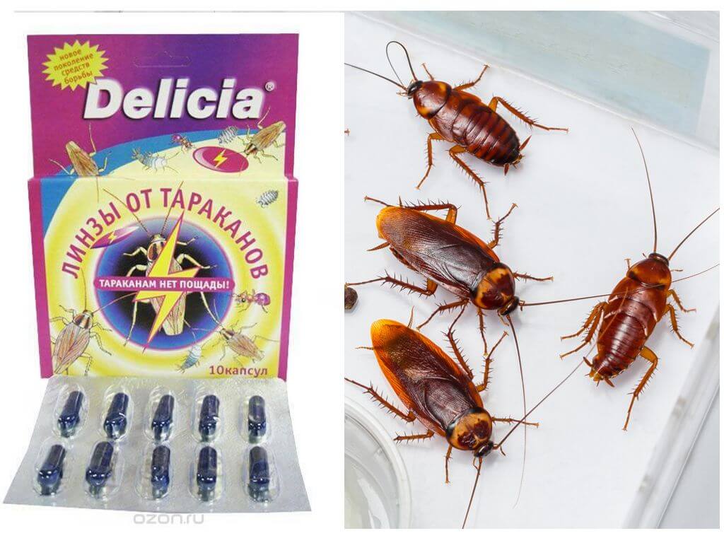 Delicia от тараканов