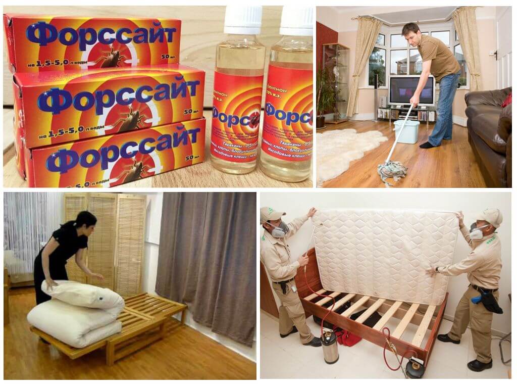 Применение Форссайта от клопов