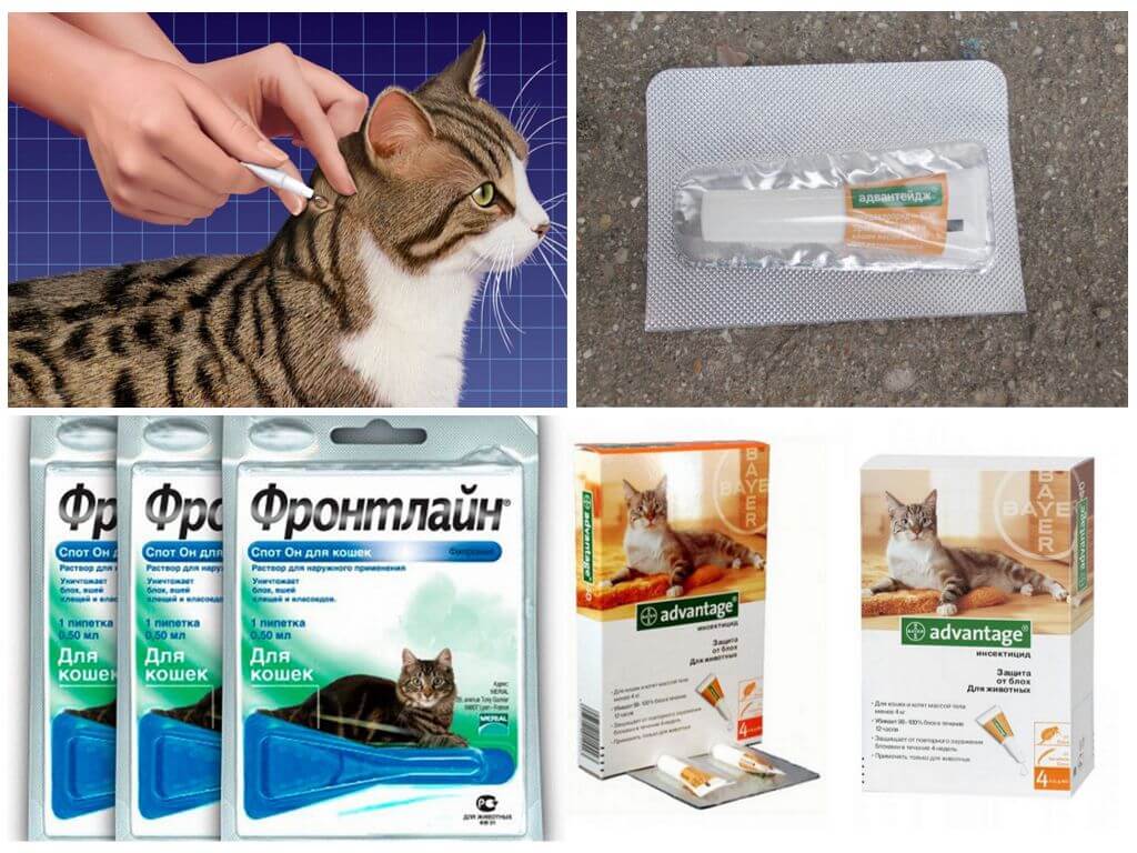 Капли для защиты питомца от паразитов
