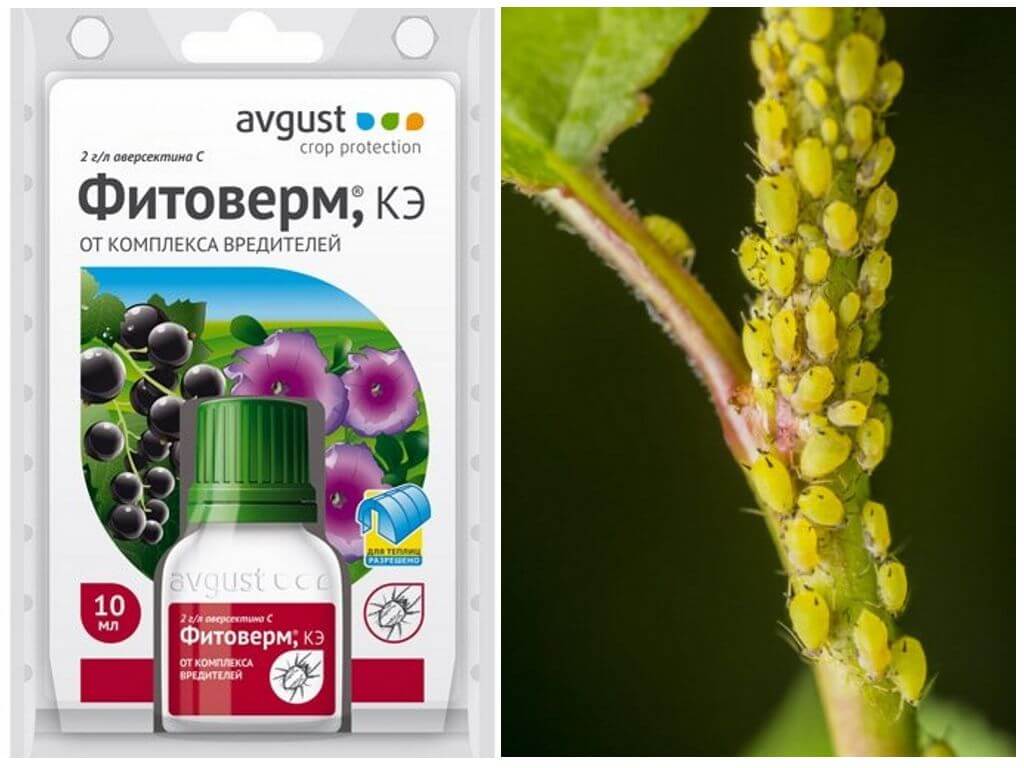 Фитоверм от тли