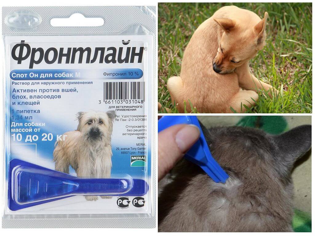 Капли на холку Фронтлайн Спот-он