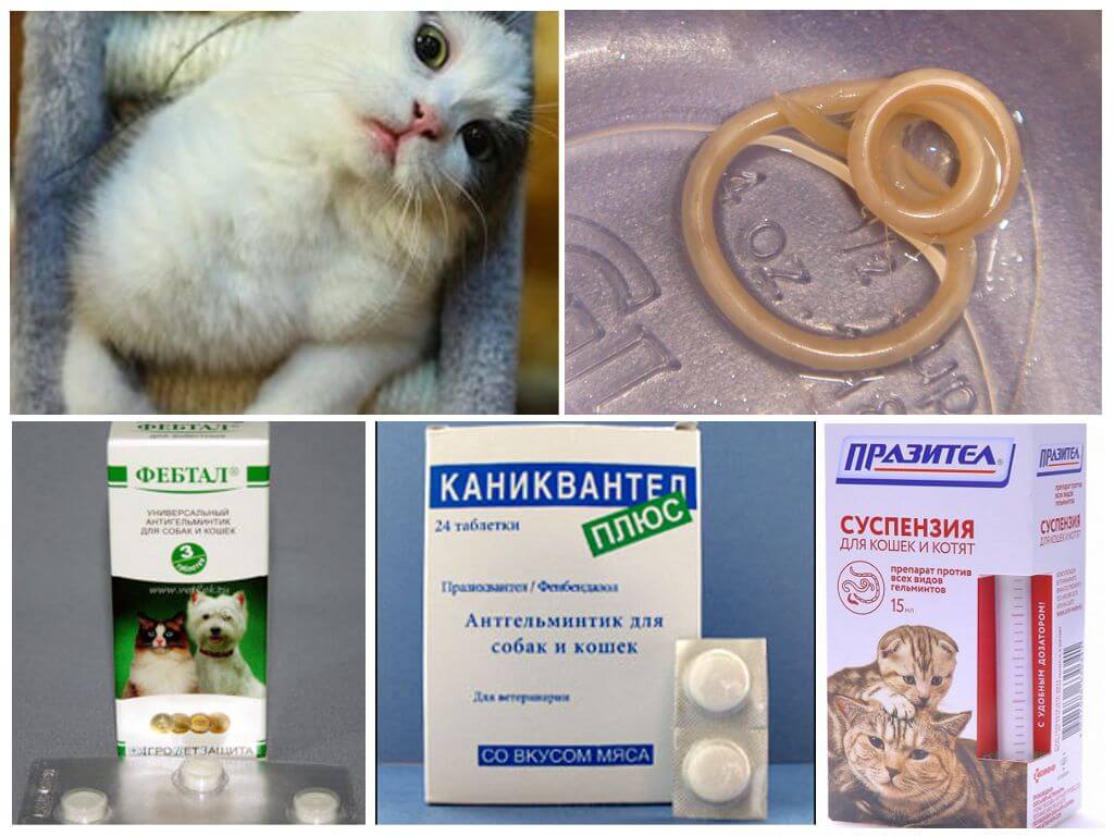 Глисты у кошки