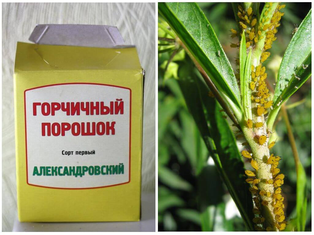 Горчица против тли