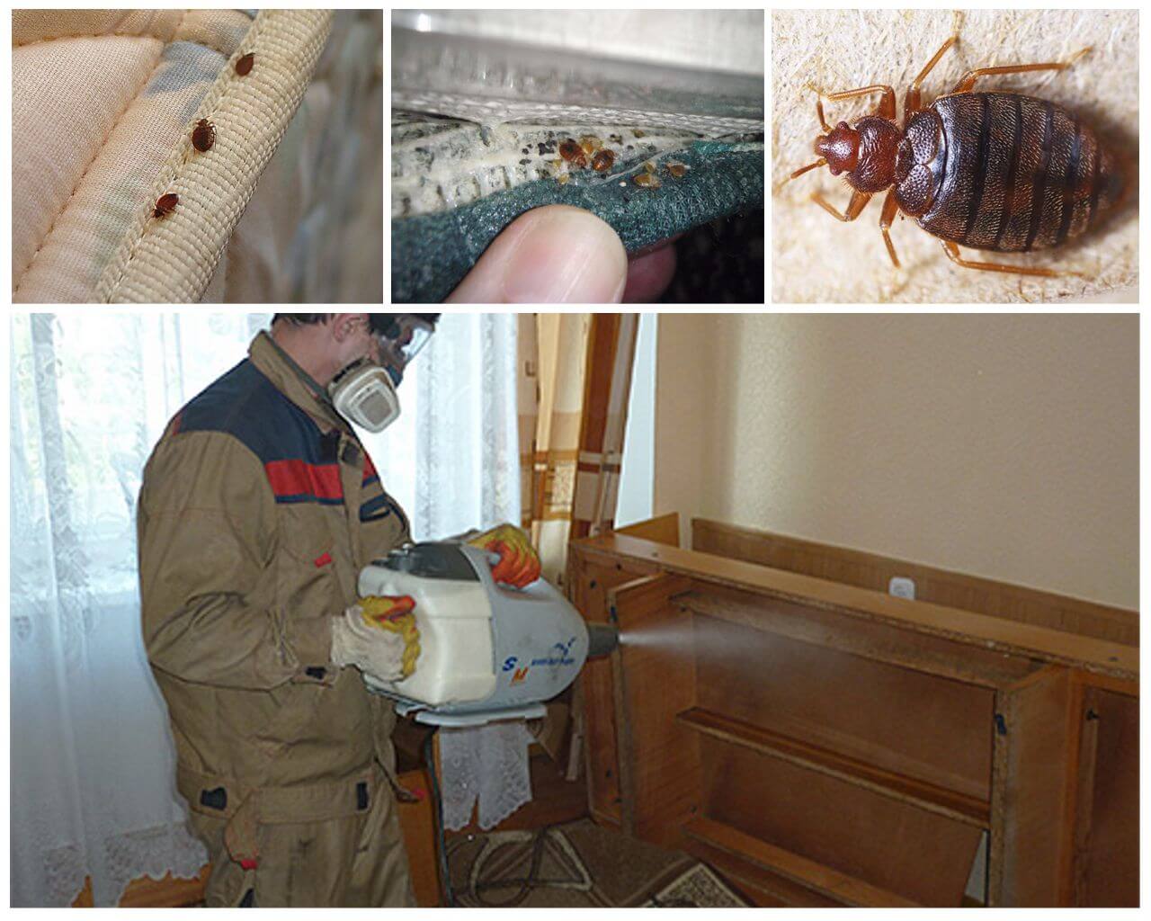 Уничтожение клопов горячим туманом