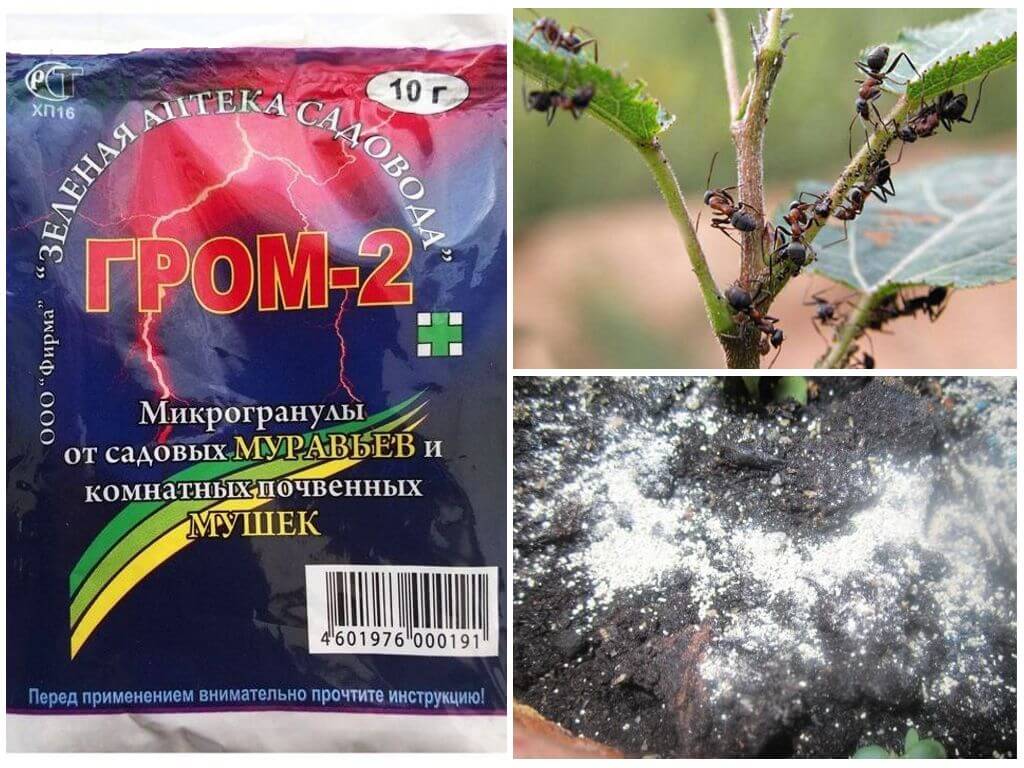 Гром 2 от муравьев