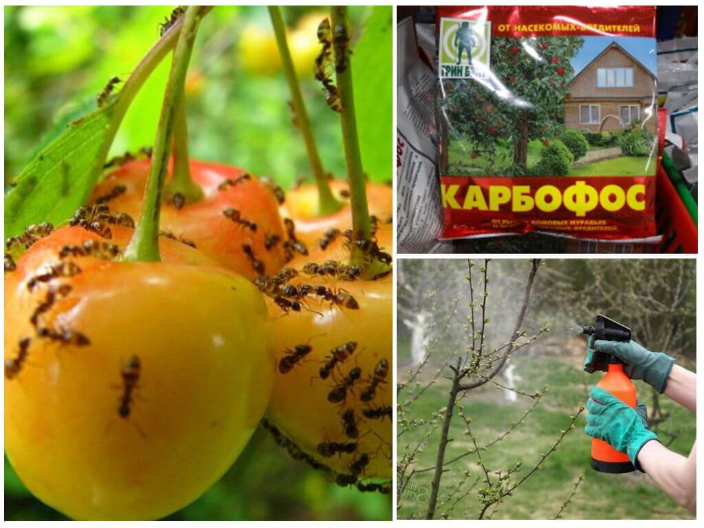 Муравьи на вишне