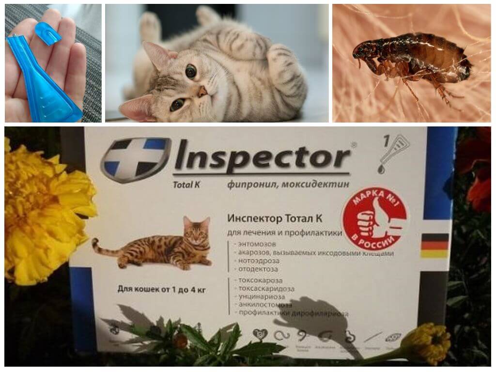 Капли Инспектор для кошек