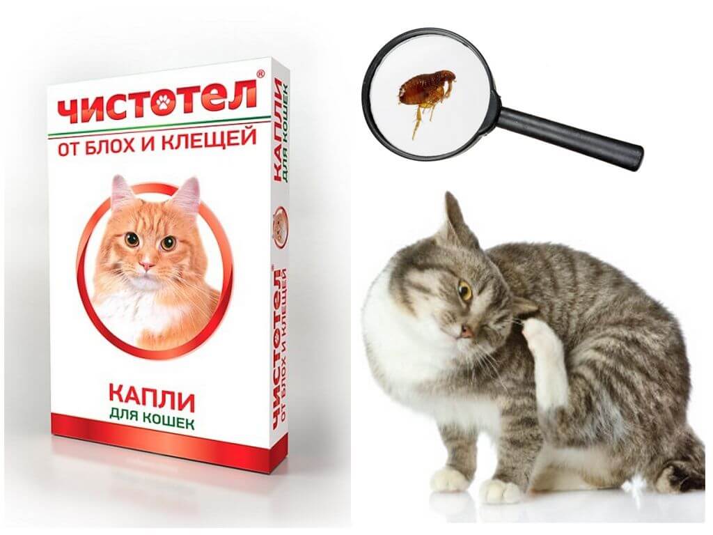 Капли Чистотел от клещей и блох для кошек