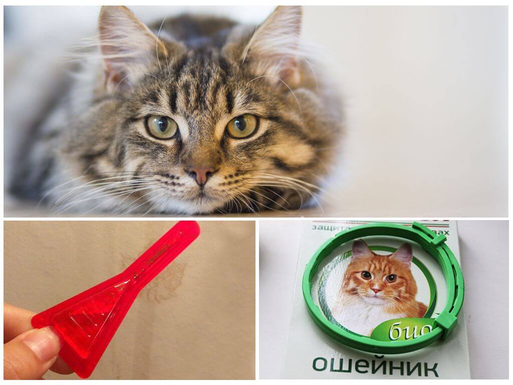 Капли и ошейник для кошек