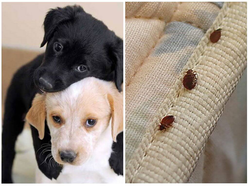 Клопы и домашние животные