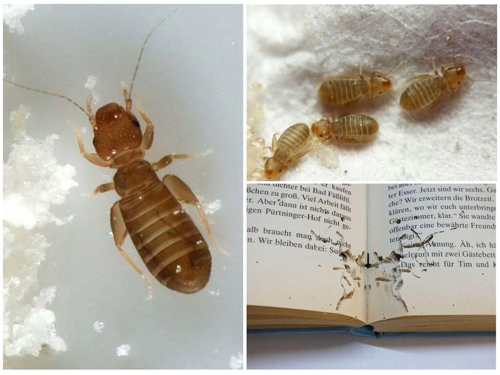 Книжная вошь