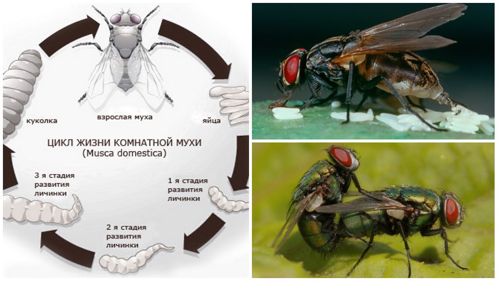 Жизненный цикл комнатной мухи