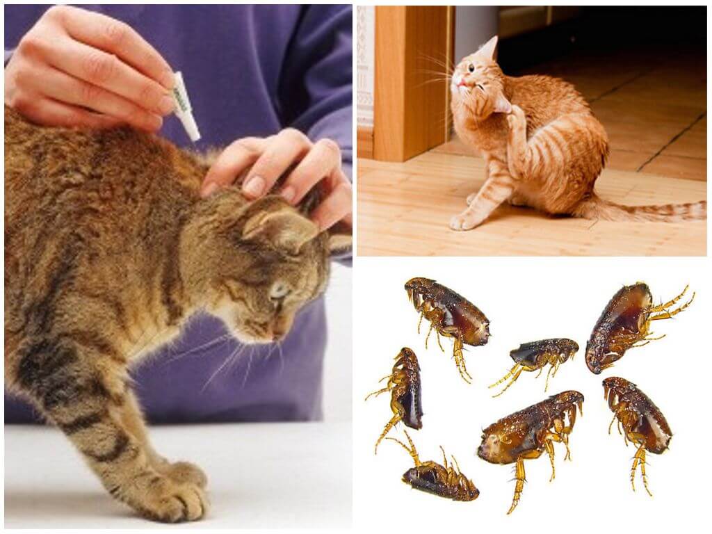 Блохи у кошки