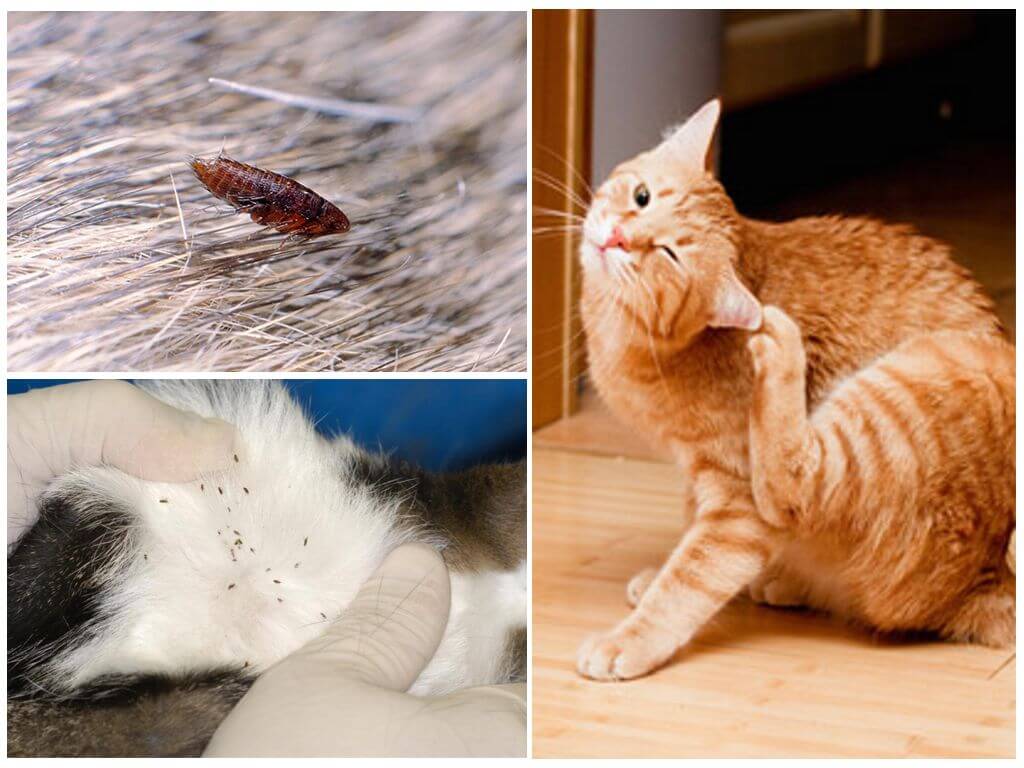 Блохи у кошки