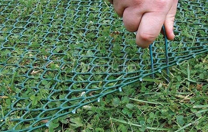 Крот в огороде — описание и способы борьбы