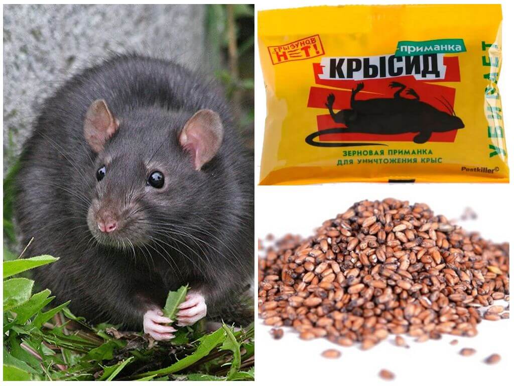 Крысид для борьбы с грызунами