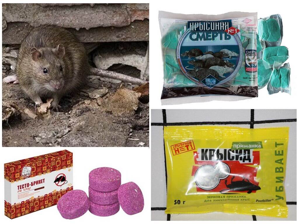 Крысиный яд