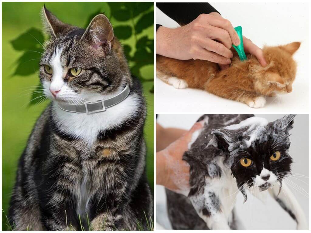 Выведение блох у кошек