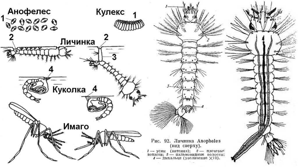 Строение личинки комара