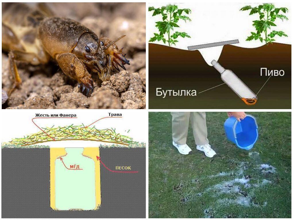 Ловушки для медведки