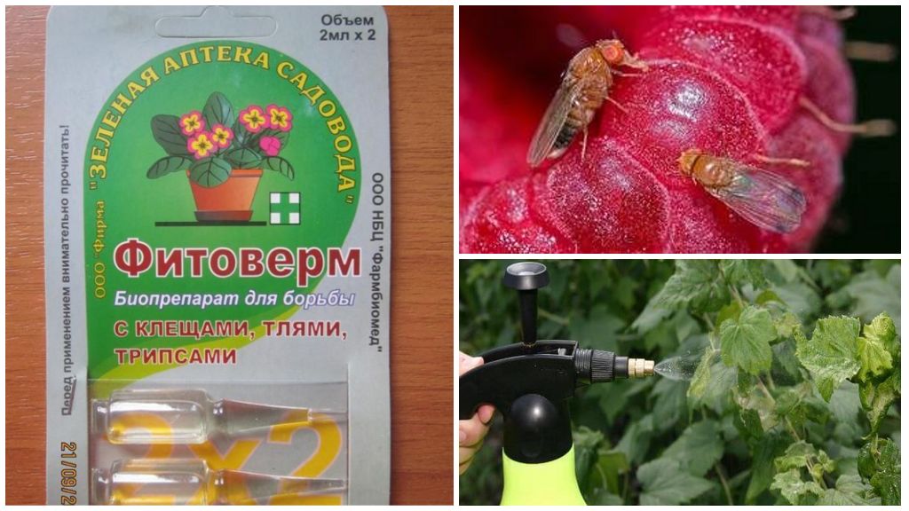 Фитоферм от малиновой мухи