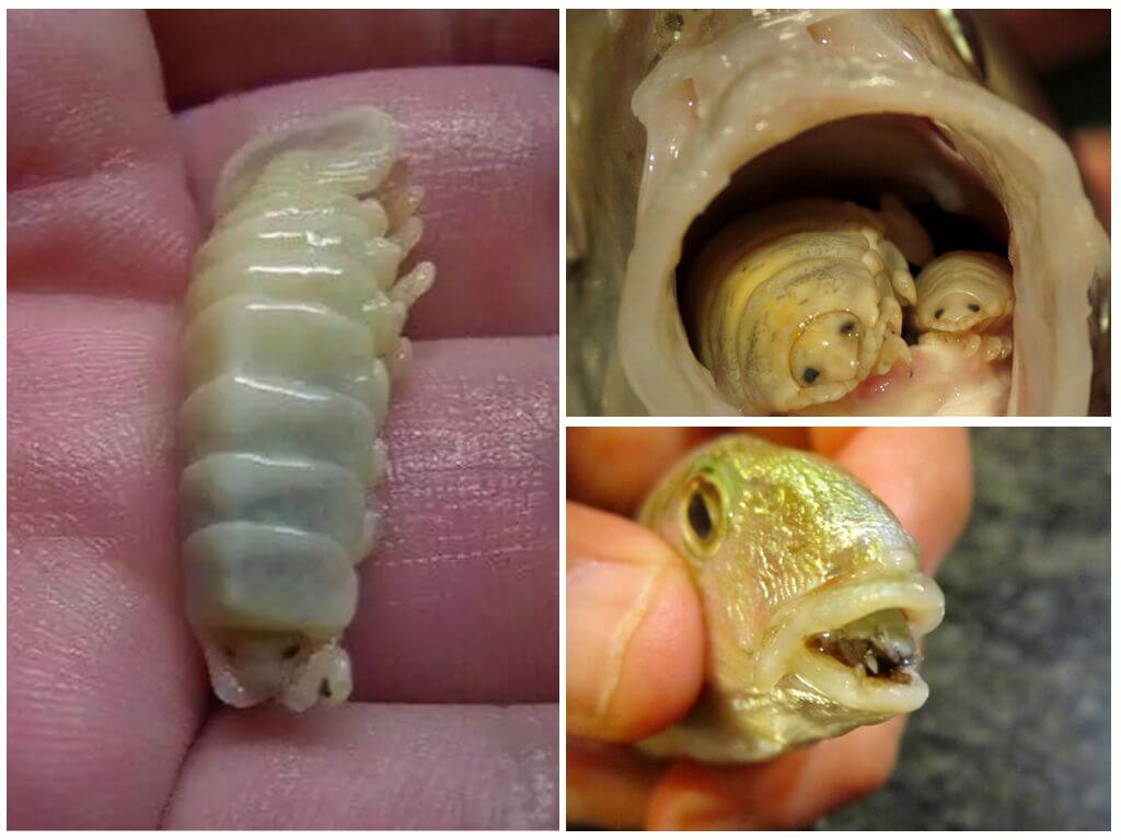 Мокрица, пожирающая язык