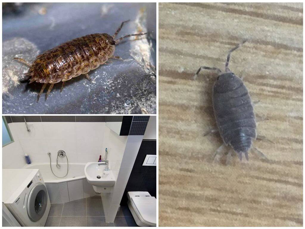 Мокрицы
