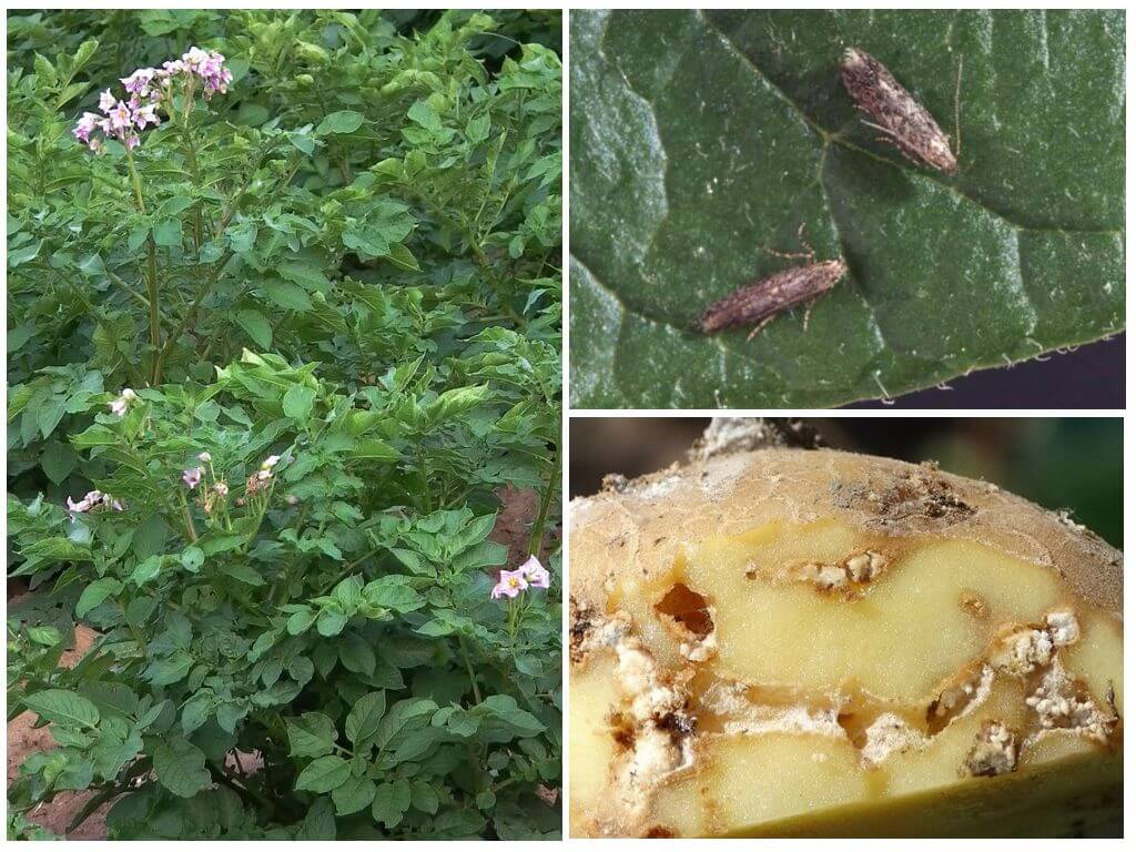 Картофельная моль