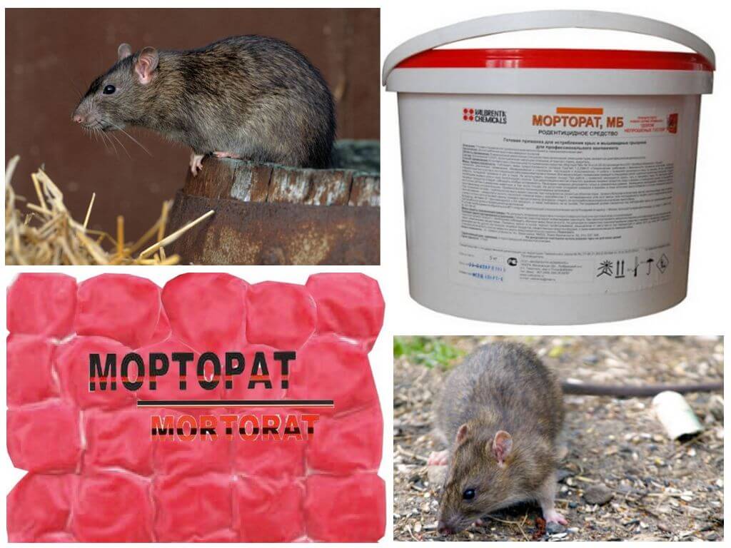 Отрава Морторат
