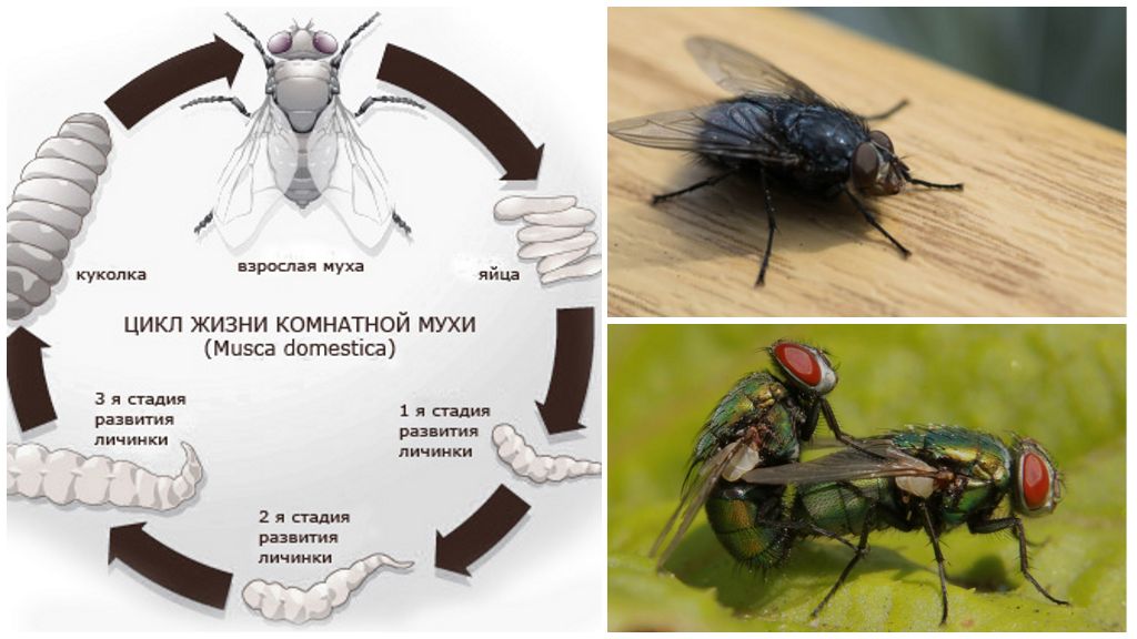 Цикл размножения мухи