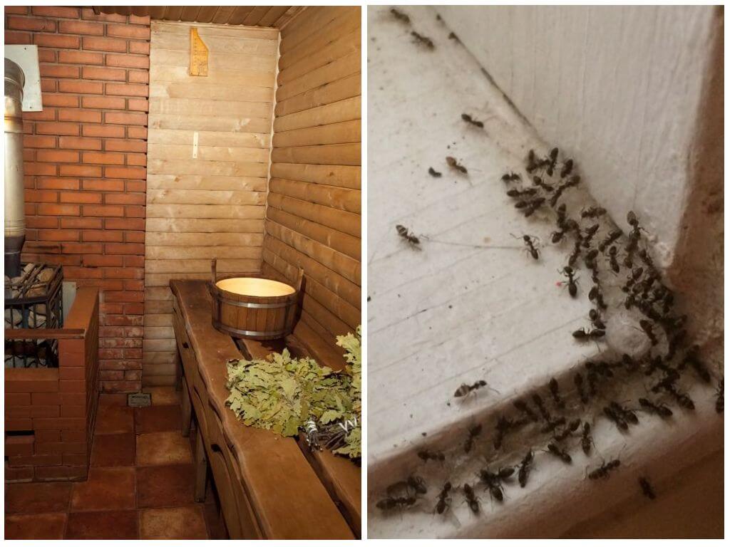 Муравьи в бане