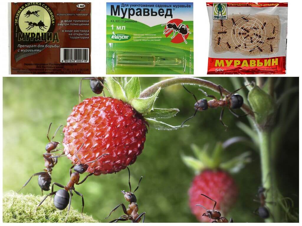 Химические препараты от муравьев