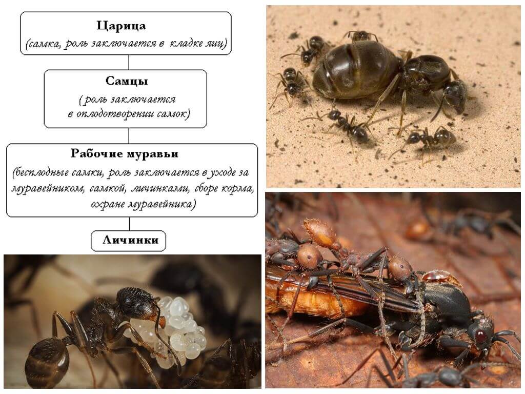 Муравьиная иерархия